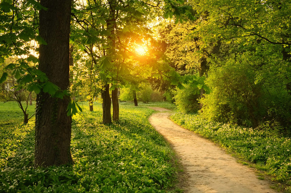 Ruhiger Waldweg mit sanftem Licht